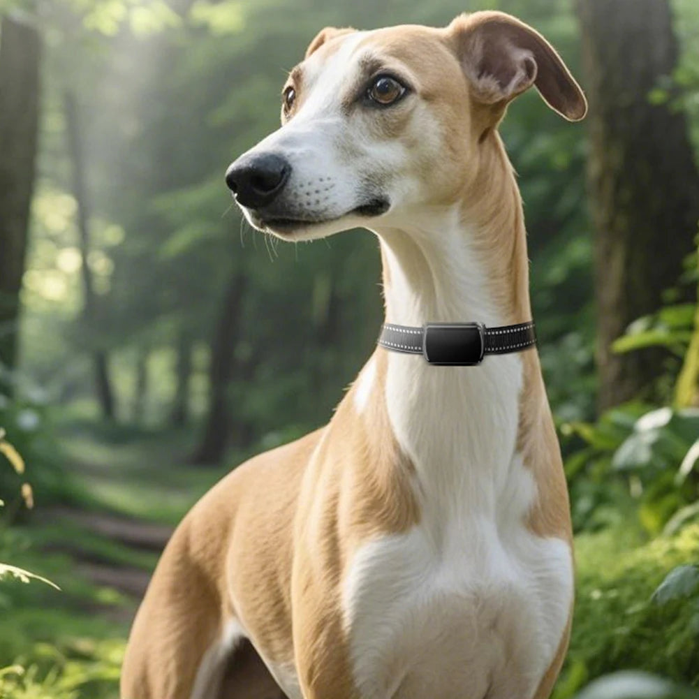 Localizzatore GPS per animali domestici con collare regolabile Localizzatore intelligente per animali domestici Localizzatore per gatti per cani e gatti
