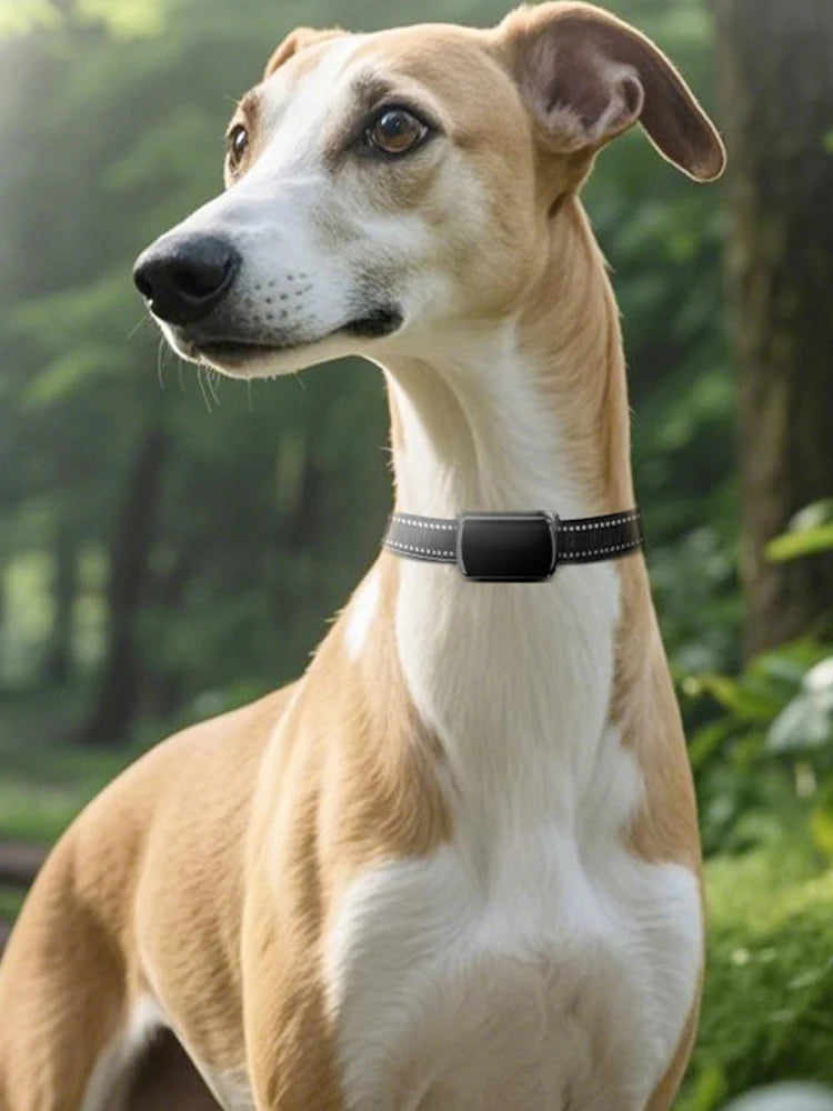 Localizzatore GPS per animali domestici con collare regolabile Localizzatore intelligente per animali domestici Localizzatore per gatti per cani e gatti