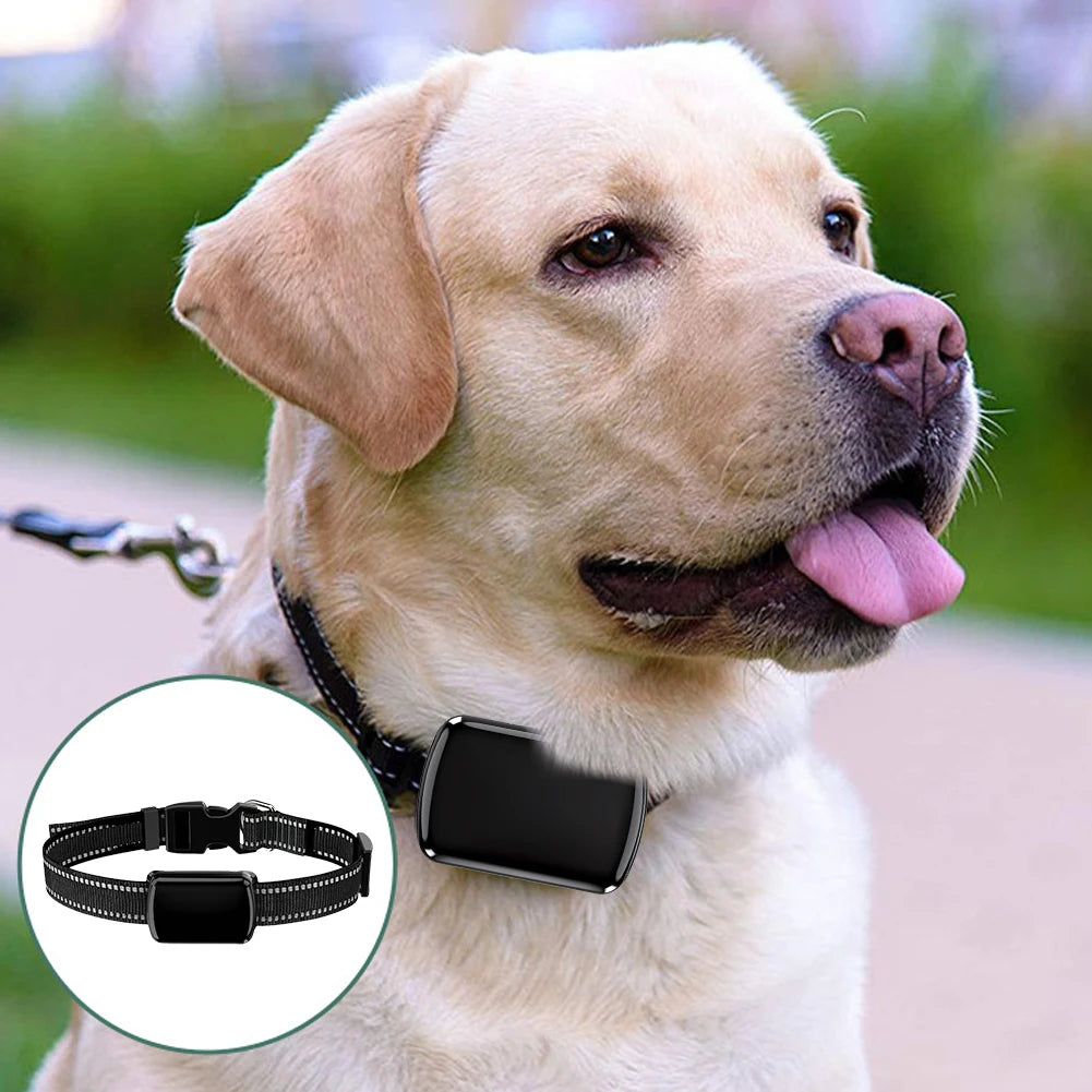 Localizzatore GPS per animali domestici con collare regolabile Localizzatore intelligente per animali domestici Localizzatore per gatti per cani e gatti