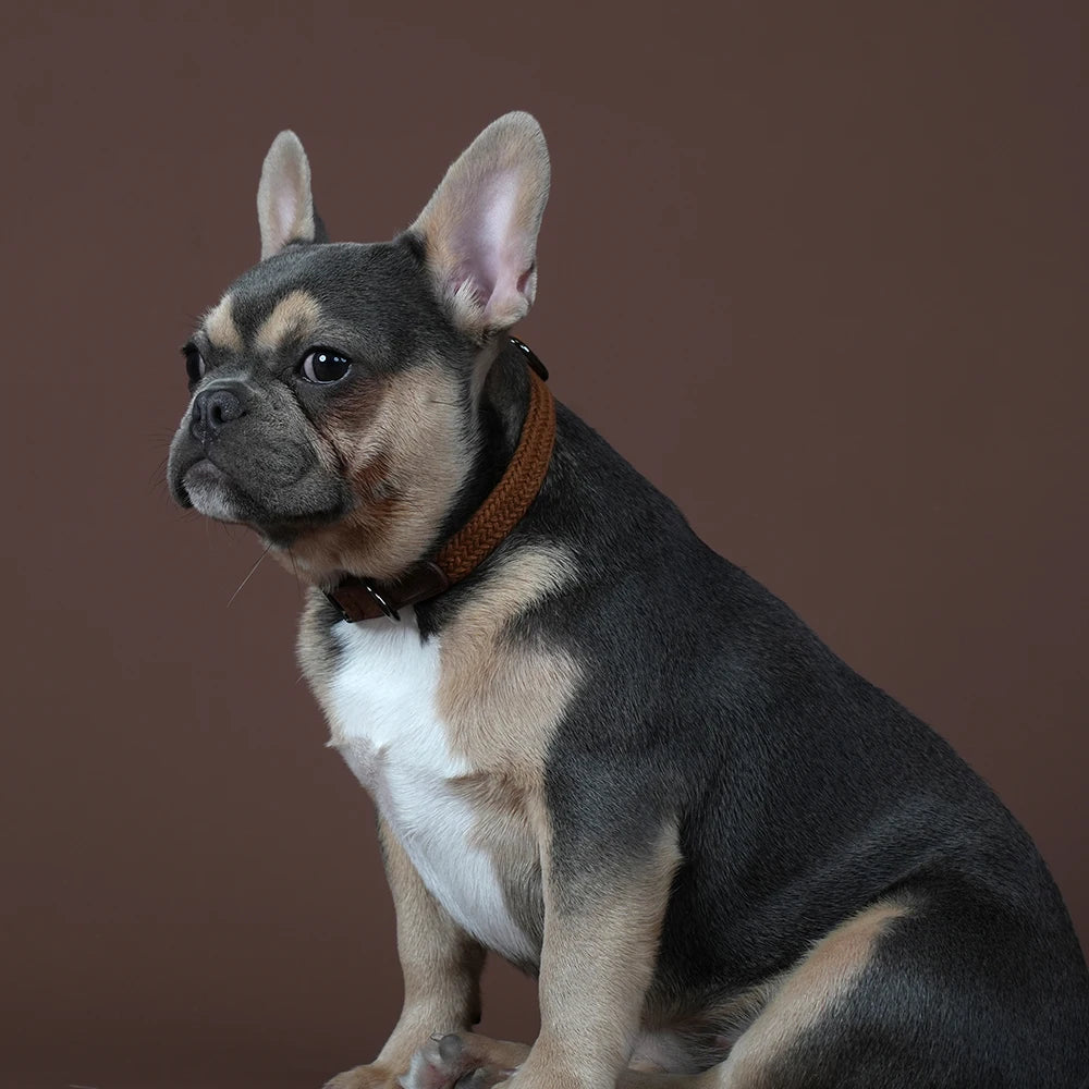 Collare per cani personalizzato Collari per cani in nylon resistente con nome per animali domestici inciso gratuito Collana con fibbia regolabile per cani di taglia piccola, media e grande